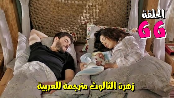 شاهد الان مسلسل زهرة الثالوث الحلقة 66 مترجمة قصة عشق كاملة اون لاين HD