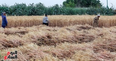 المغرب يتوقع ارتفاع إنتاج محاصيل الحبوب إلى 5.51 مليون طن فى 2023 – البوكس نيوز