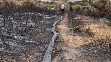 احتراق مساحات من المراعي والمحاصيل البعلية جراء تدريبات الاحتلال في الأغوار الشمالية