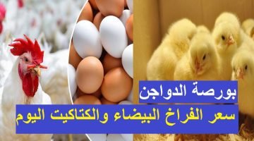 وسعر طبق البيض بعد ارتفاعه| أسعار بورصة الدواجن اليوم الإثنين 19 يونيو 2023 – البوكس نيوز