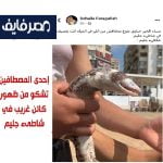 ظهور-كائن-بحري-غريب-في-الإسكندرية.-تفاصيل-وأسباب-الجدل.jpg