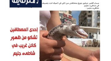 ظهور كائن بحري غريب في الإسكندرية وجدل كبير على السوشيال ميديا حول خطورته – البوكس نيوز