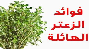 فوائد الزعتر للجسم تجعلك تبحث عنه في كل مكان – البوكس نيوز