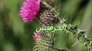 الان – أهمية وفوائد عشبة الخرفيش ودورها في علاج أمراض الكبد – البوكس نيوز