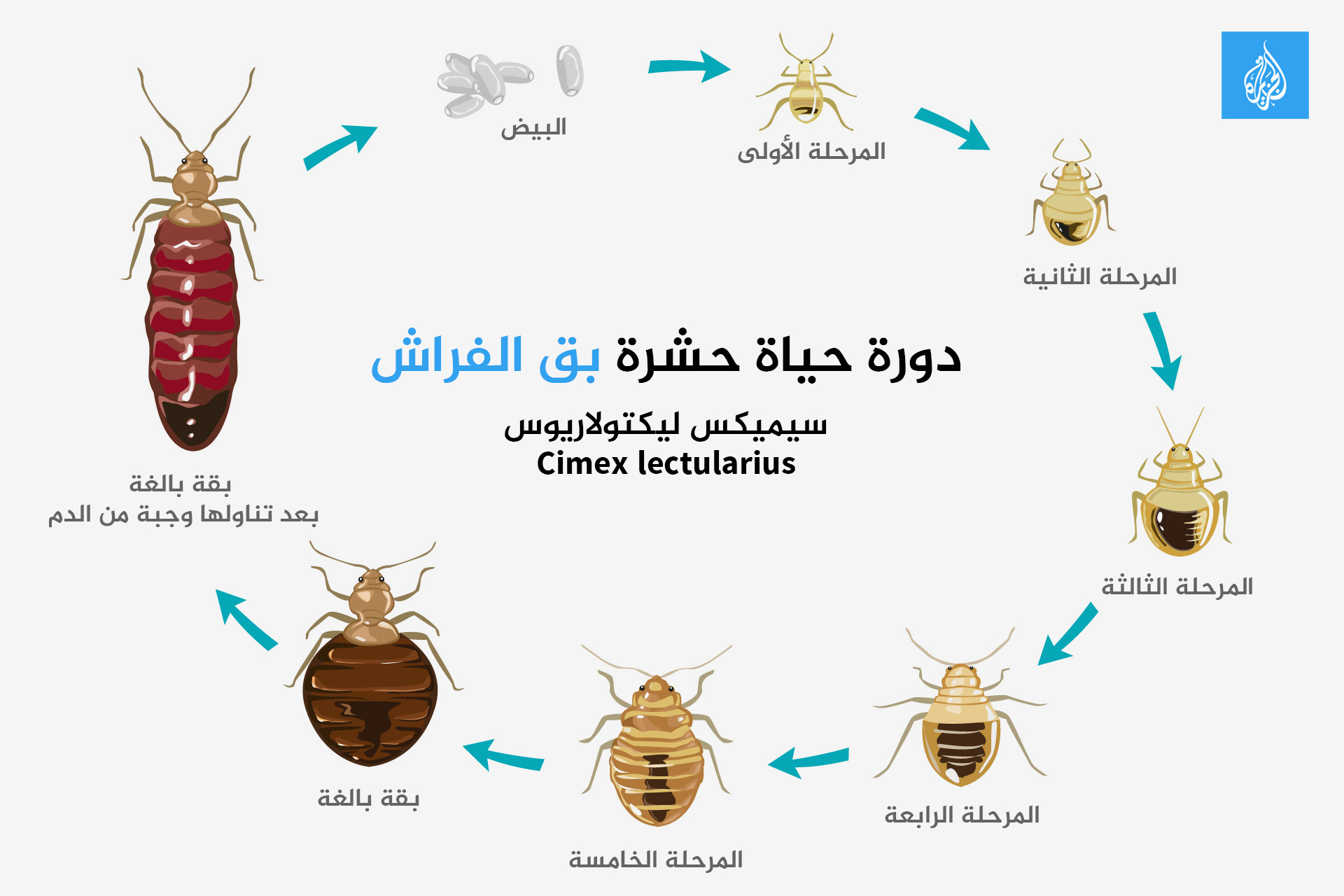 علامات وجود بق بالفراش.. كيف تتخلص منها؟ | صحة – البوكس نيوز