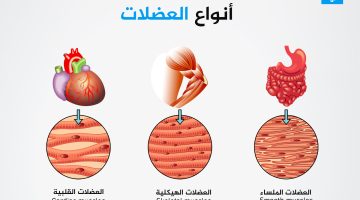 كيف يعزز الإحماء أداء العضلات؟ | صحة – البوكس نيوز