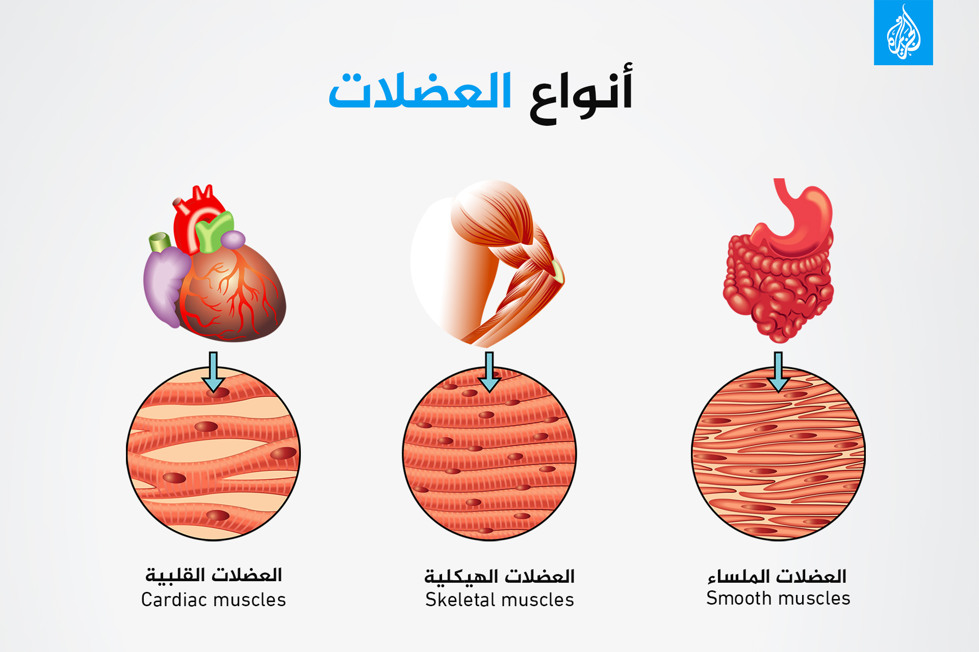 كيف يعزز الإحماء أداء العضلات؟ | صحة – البوكس نيوز