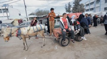 عربات تجرها حيوانات.. وسيلة نقل الغزيين خلال الحرب | البرامج – البوكس نيوز