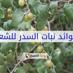 قناع-ورق-السدر-والزيوت-الطبيعية-للشعر-الخفيف-والقصير.webp.webp