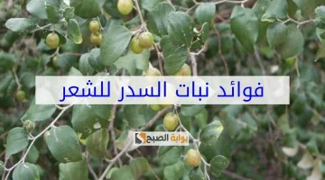 قناع ورق السدر والزيوت الطبيعية للشعر الخفيف والقصير “حتى لو عاجز هينبت ويطول” زي الصاروخ