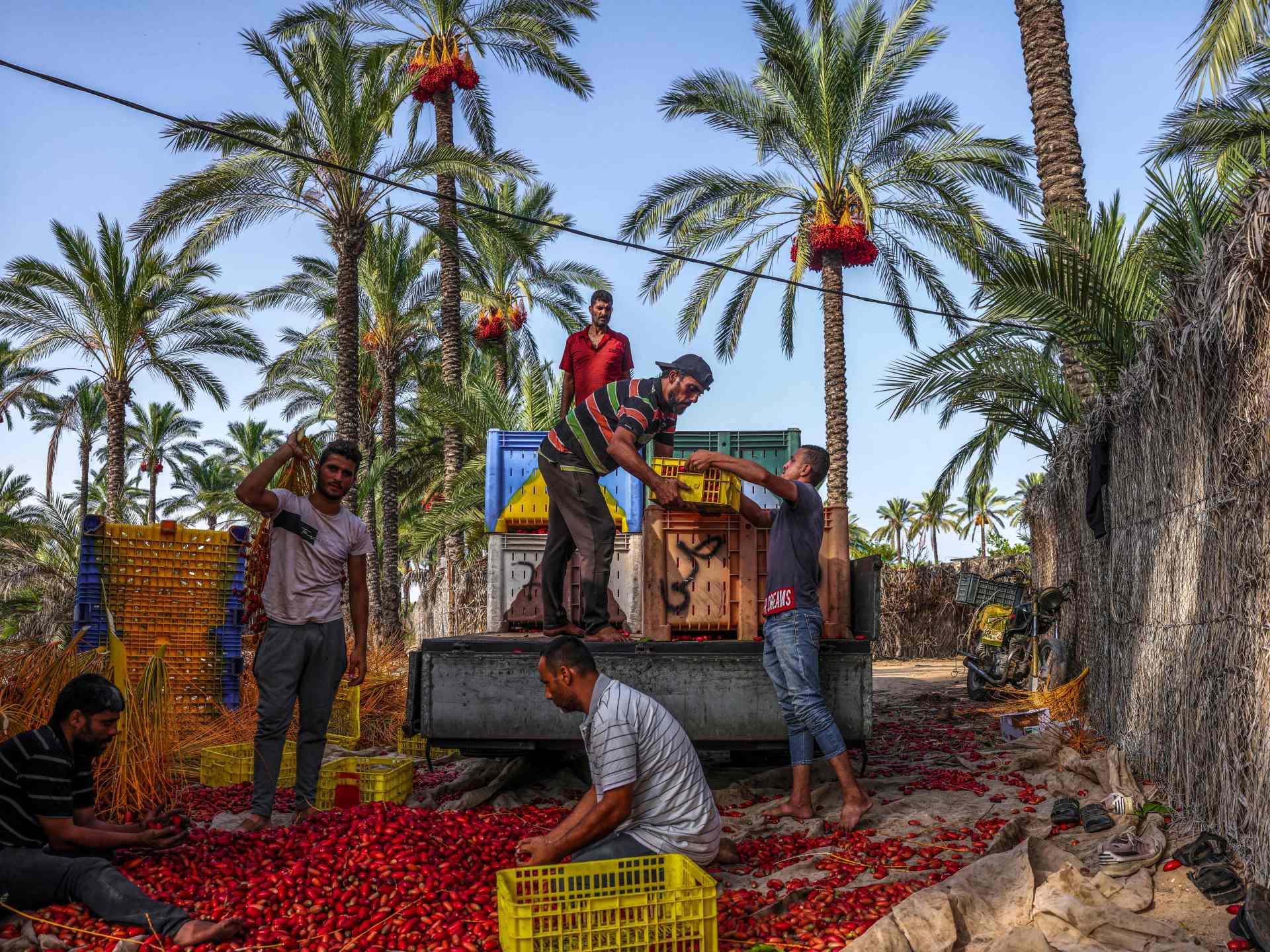 منظمة إغاثة: خطر الإبادة الجماعية يتزايد في غزة والاحتلال دمر الإنتاج الزراعي | أخبار – البوكس نيوز