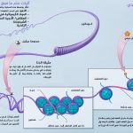 الجينات-والإرادة-3.jpg