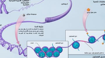 ذئاب تعيش قرب محطة تشيرنوبل بأوكرانيا تطور جينات مقاومة للسرطان | صحة – البوكس نيوز