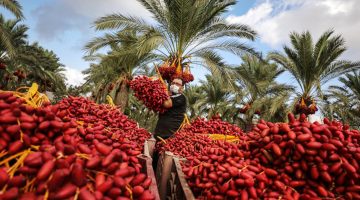 دير البلح.. مركز المحافظة الوسطى في قطاع غزة | الموسوعة – البوكس نيوز