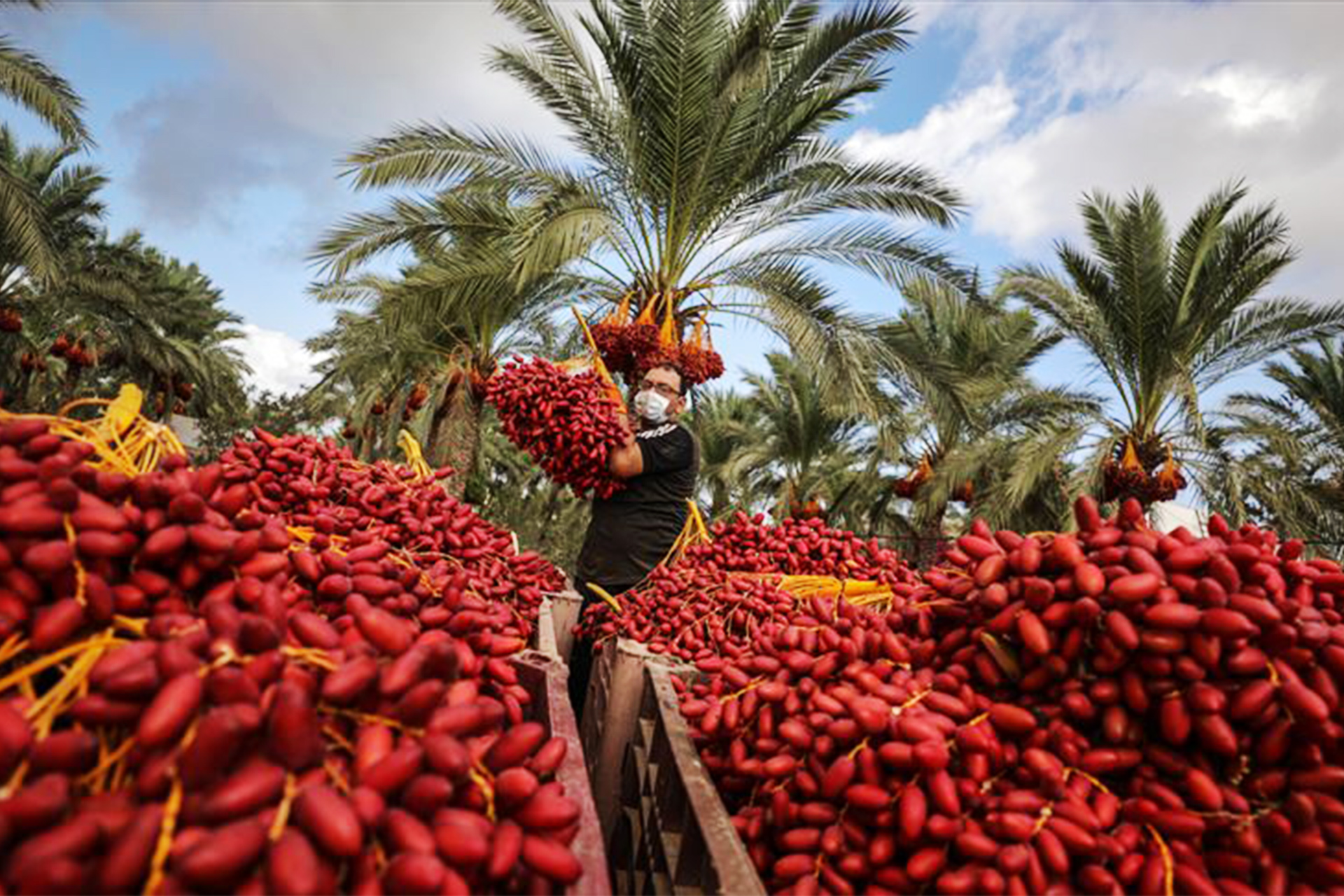 دير البلح.. مركز المحافظة الوسطى في قطاع غزة | الموسوعة – البوكس نيوز