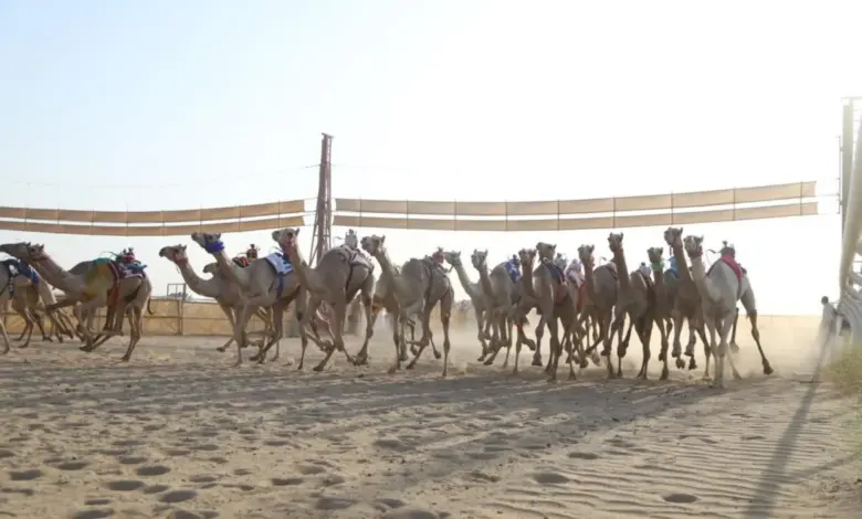 الطائف تحتضن مهرجان جادة للإبل