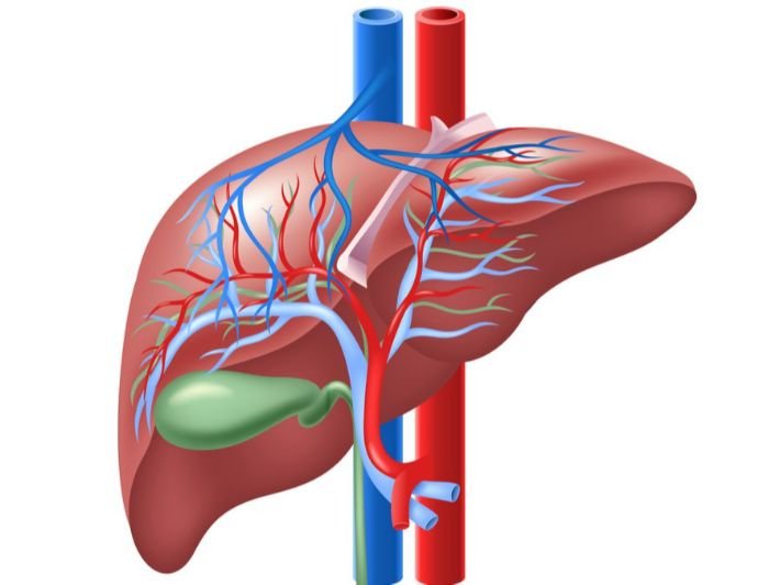 أعراض سرطان الكبد.. أبرزها فقدان الوزن