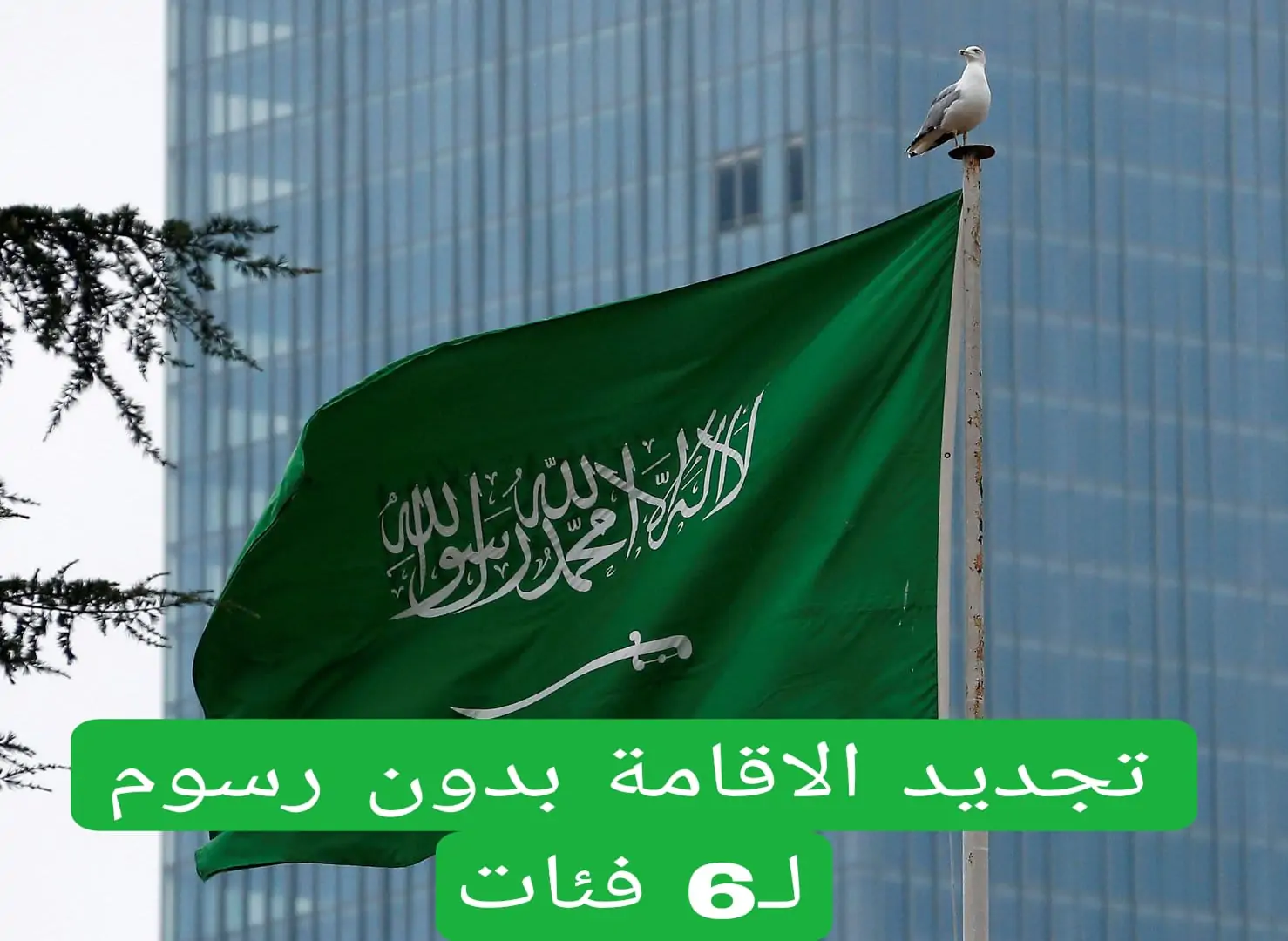 الان – السعودية تعلن عن تجديد الإقامة بدون رسوم ل6 فئات من الوافدين داخل الممكلة – البوكس نيوز