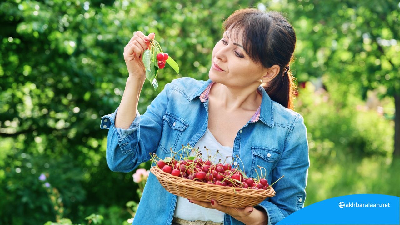 الكرز.. فوائد كبيرة من ثمرة صغيرة