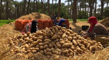 الكيلو بـ 10 جنيهات.. بطاطس وزارة الزراعة تحارب جشع التجار