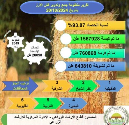 الزراعة: حصاد 94% من المساحات المنزرعة بمحصول الأرز